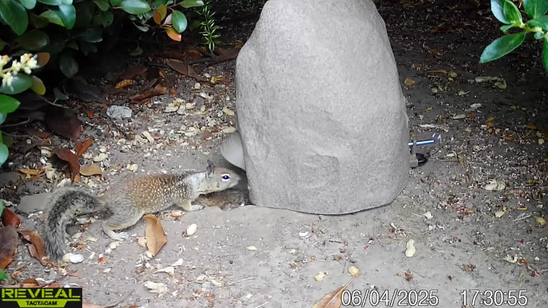 Mastering Your TerraTrap GS: Expert Tips for Faster California Ground Squirrel Control