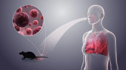 Hantavirus: The Silent Threat in Your Home (and How to Protect Yourself)