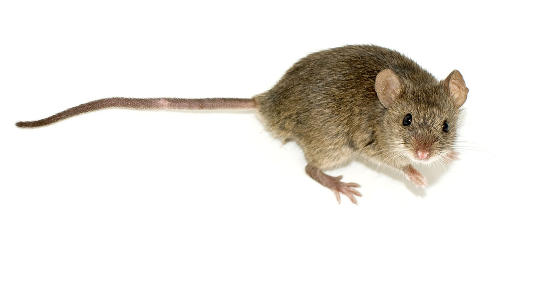Do A24 Traps Work on Mice? What a Controlled Study Found