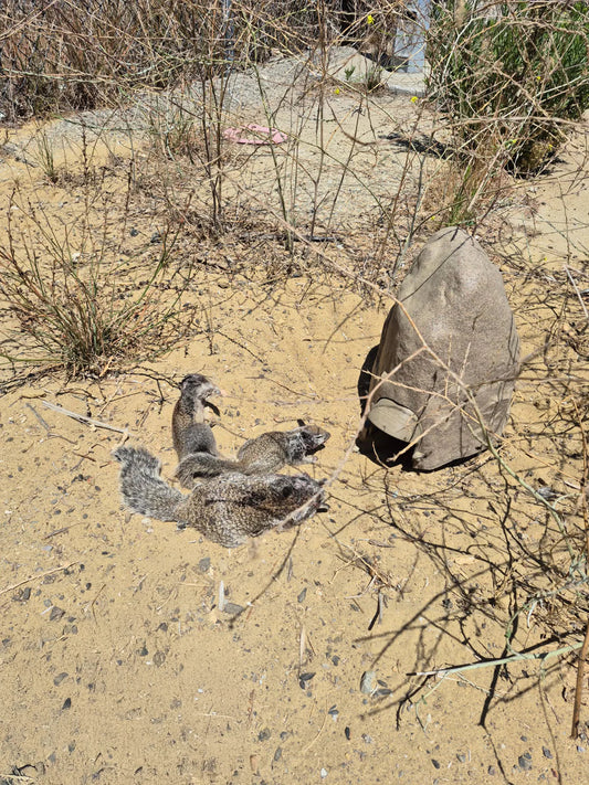 TerraTrap GS Success Story: Tackling California Ground Squirrels at the Santa Barbara Airport