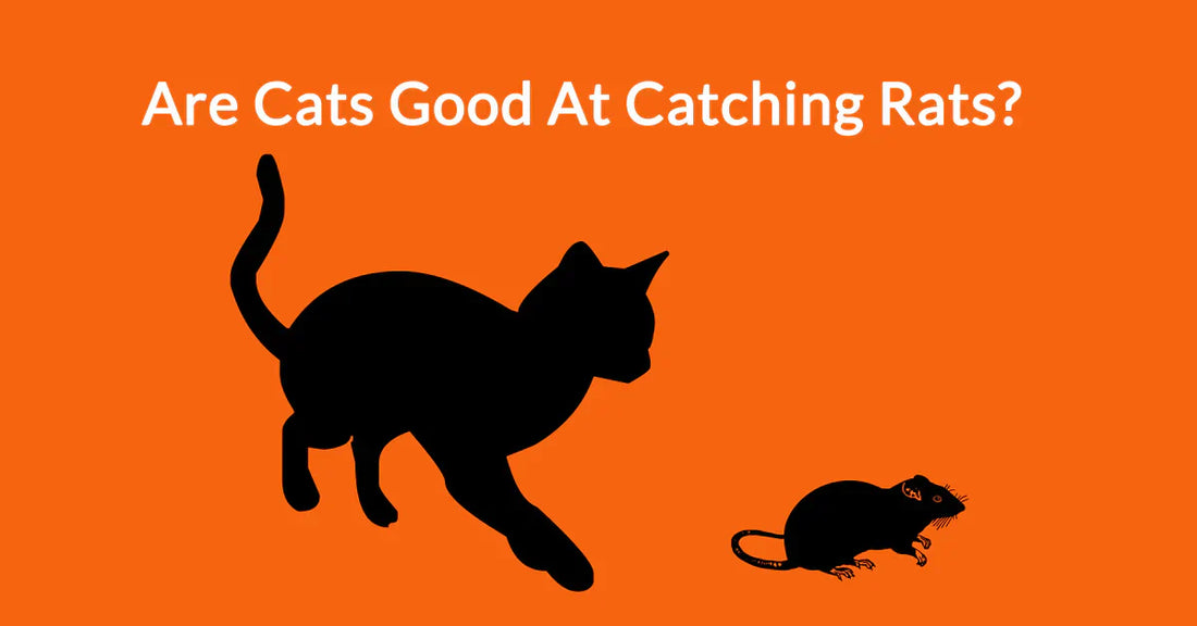 Are cats good at catching rats?