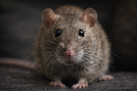 Newsweek: California's Rat Problem Could Raise Costs for Homeowners