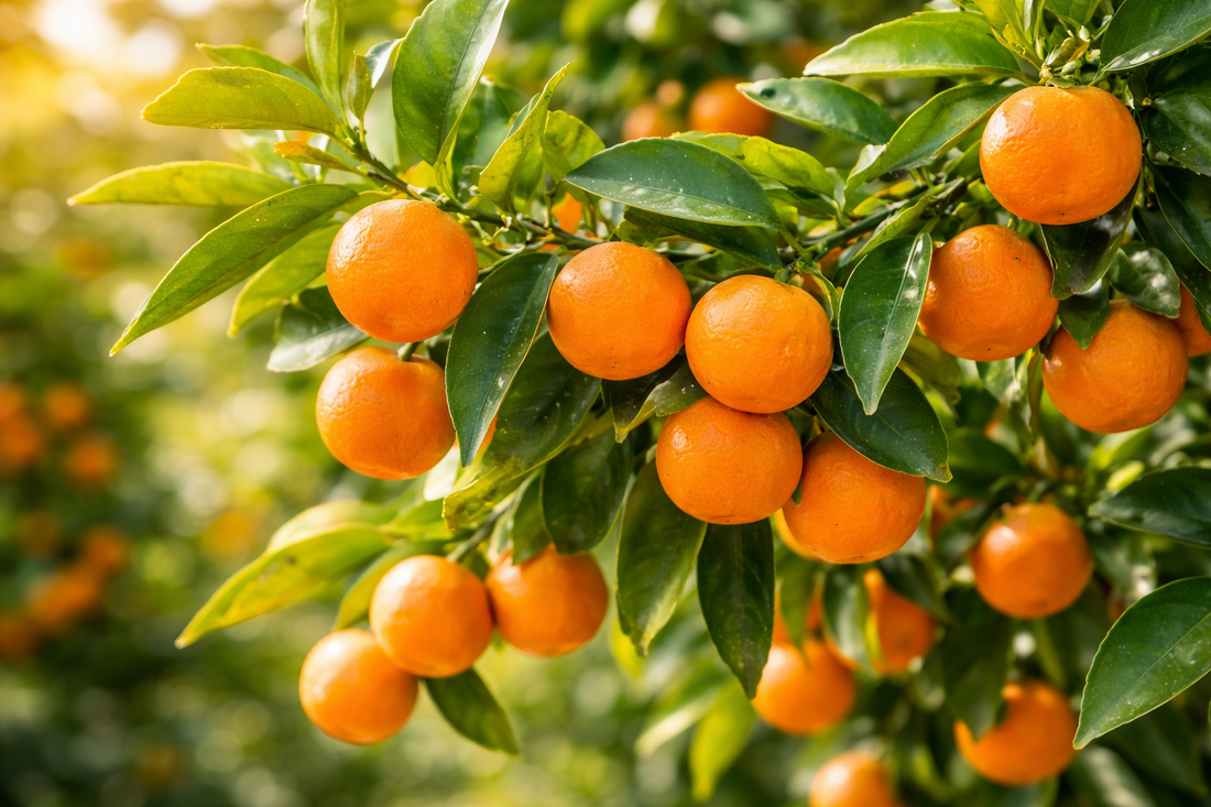 Can A24 Traps Control Rats in Orchards? What a Citrus Field Study Reveals