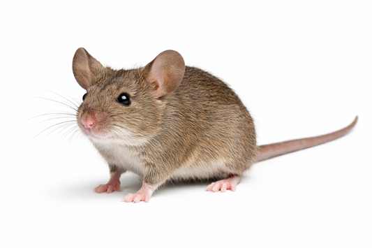 USA Today: Here’s how to get rid of mice in your home