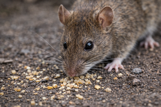 Do Self-Resetting Rat Traps Actually Work? What a 16-Month Island Study Found