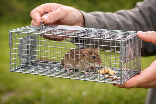 Trapping and Relocating Rodents: Why It’s Considered Cruel and Harmful