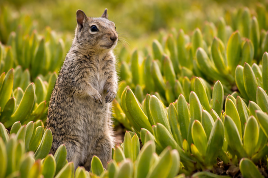 Spring Clean-Up & Beyond: Seasonal Tips for Ground Squirrel Control