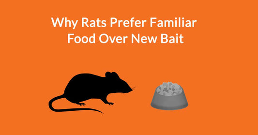 Why Rats Prefer Familiar Food Over New Bait