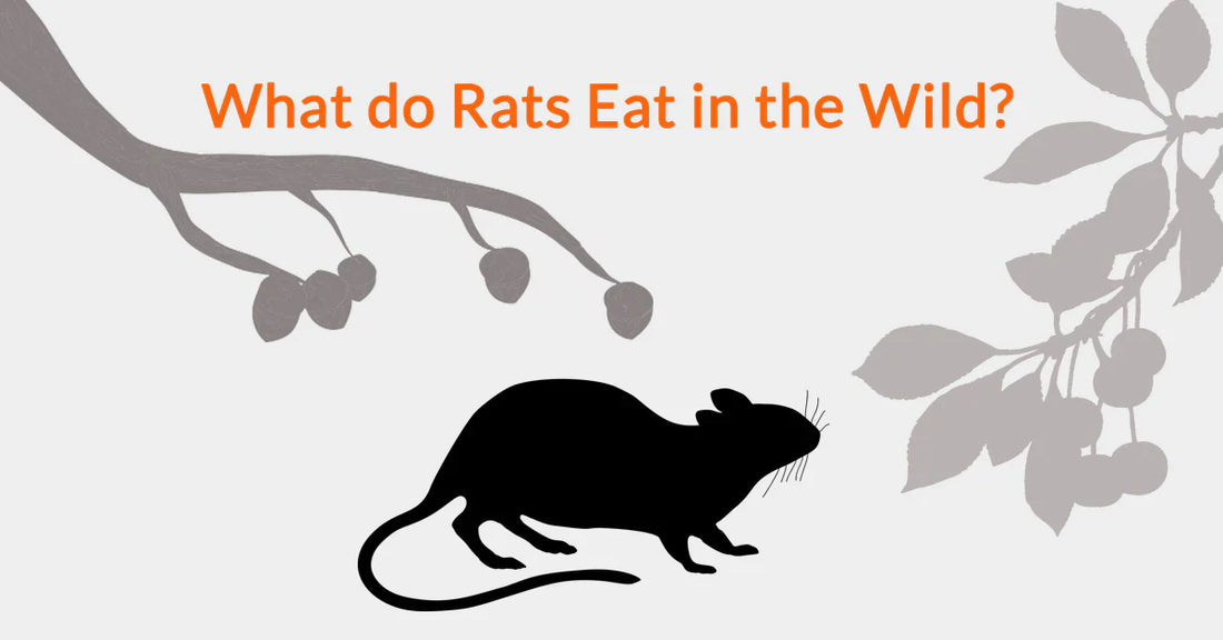 What Do Rats Eat In The Wild?