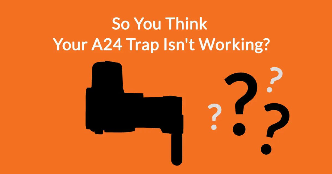 Ensuring your rat trap works