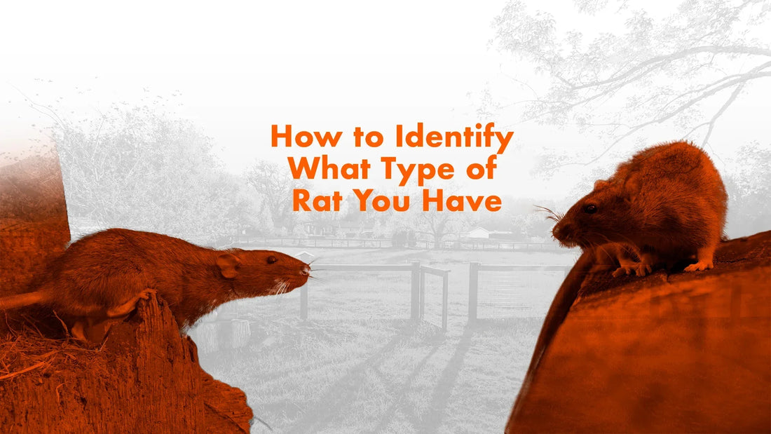 How to Identify What Type of Rat You Have