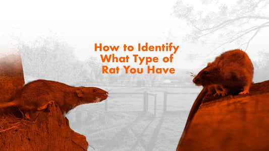 How to Identify What Type of Rat You Have