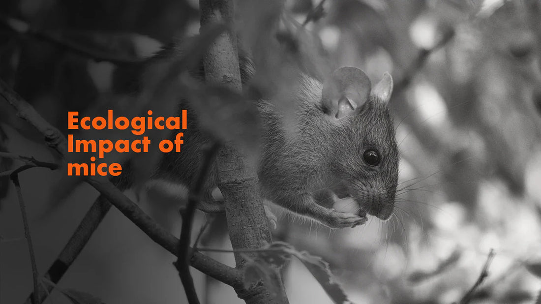 The Ecological Impact of Mice: Challenges and Consequences