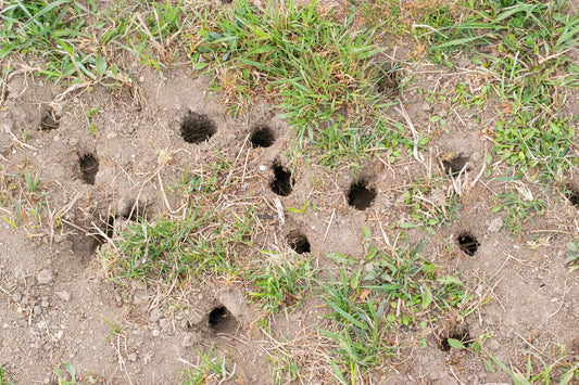 California Ground Squirrel Damage: Billions in Lost Crops, Feed, and Infrastructure