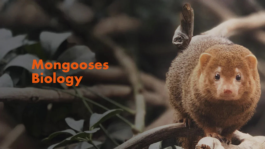 The Fascinating Biology of Mongooses: Insights into a Pest Control Challenge