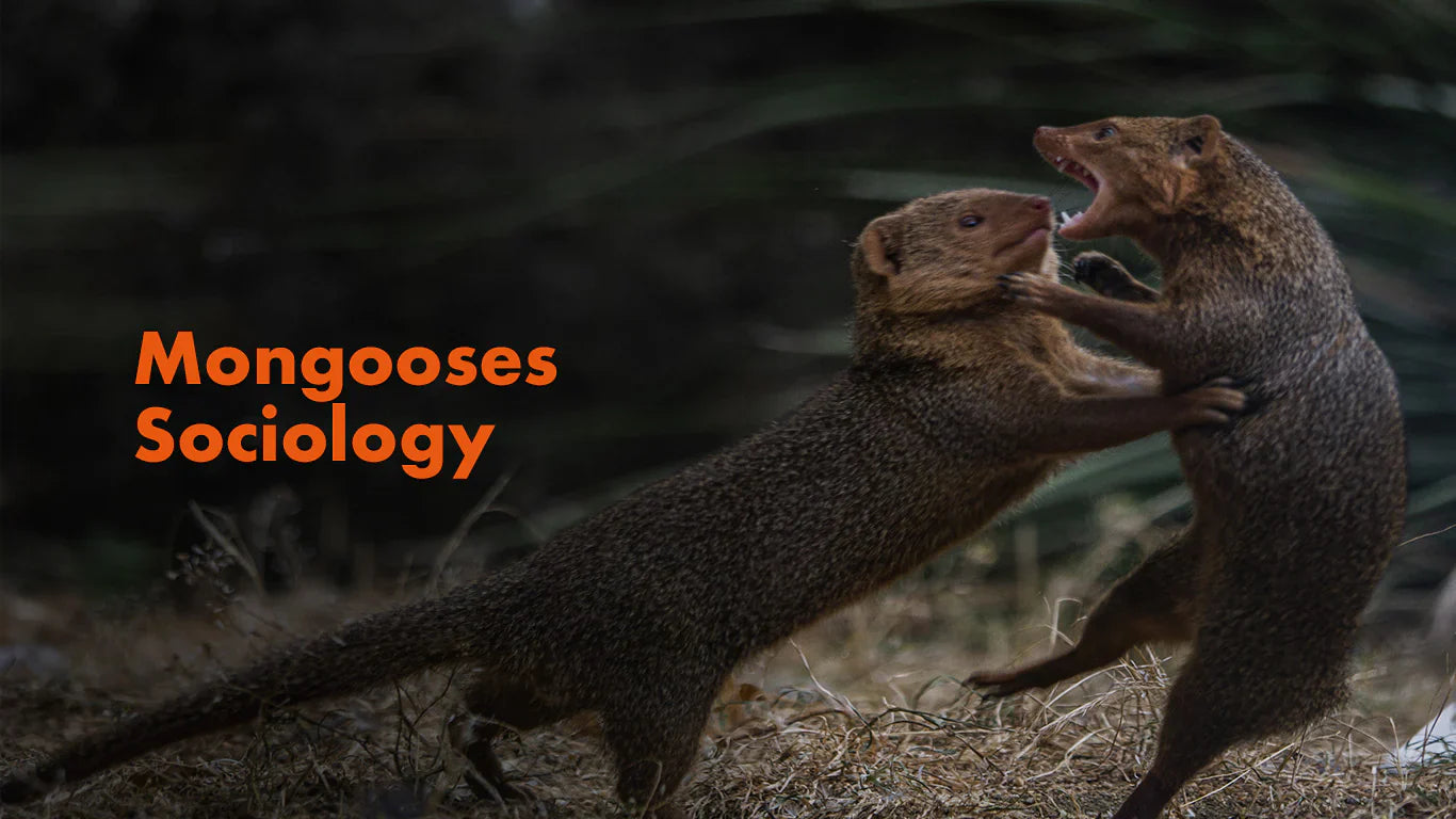Understanding Mongoose Sociology: Insights for Effective Pest Control ...