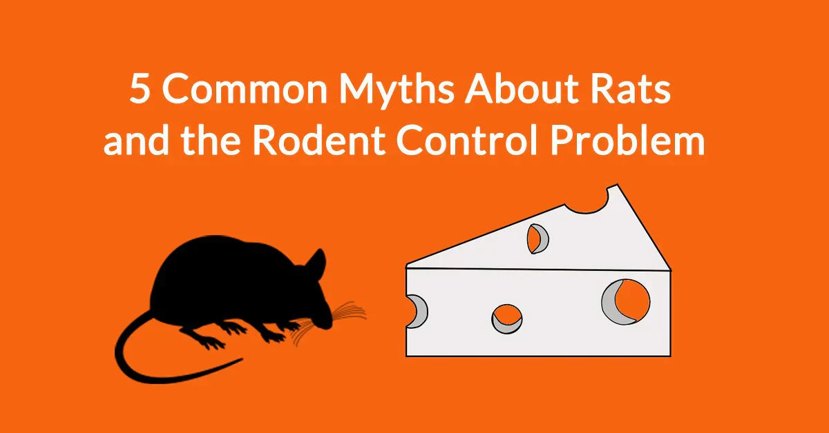 5 Common Myths About Rats and the Rodent Control Problem – Automatic ...