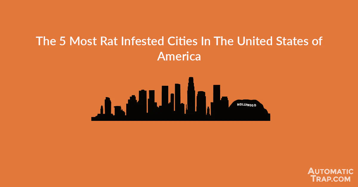 5 Most Rat Infested Cities In America – Automatic Trap Company - Canada