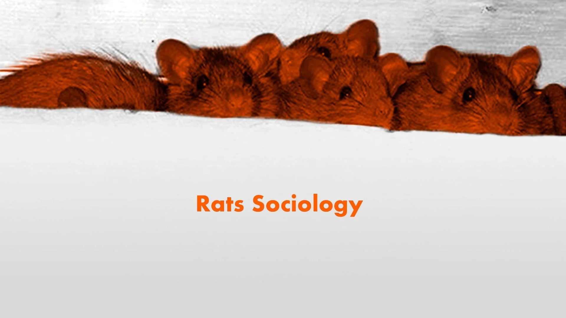 Inside Rat's World: Nests and What They Love to Eat – Automatic Trap ...