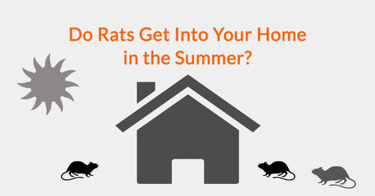 Do Rats Get Into Your Home in the Summer?