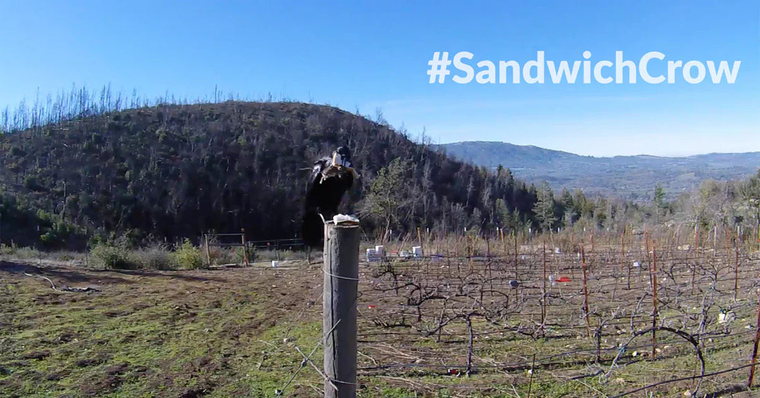 Crow Makes a Sandwich With a Mouse & Two Pieces of Bread