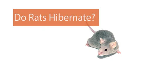 Do Rats Hibernate? — What Rats Do In The Winter