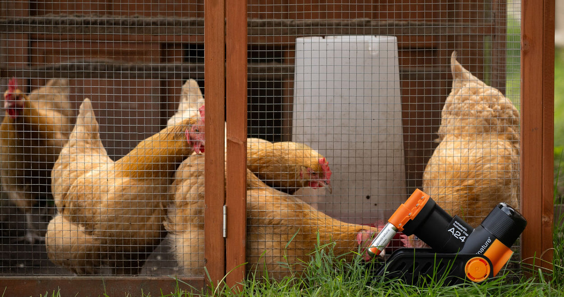 A Five-Year Journey Using Automatic Traps for Real-World Rodent Control
