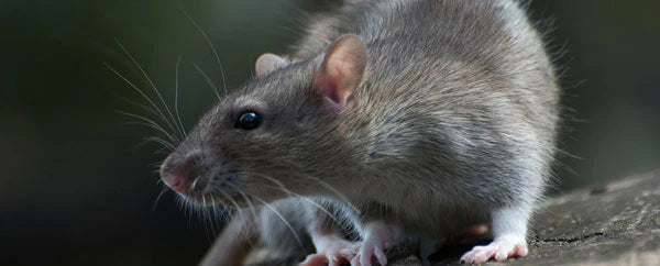 Humane Rat Control: Why Rats Deserve Better & How to Kill Them Quickly