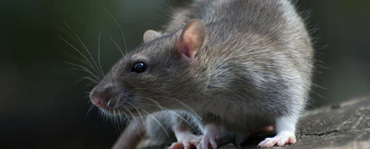 Humane Rat Control: Why Rats Deserve Better & How to Kill Them Quickly