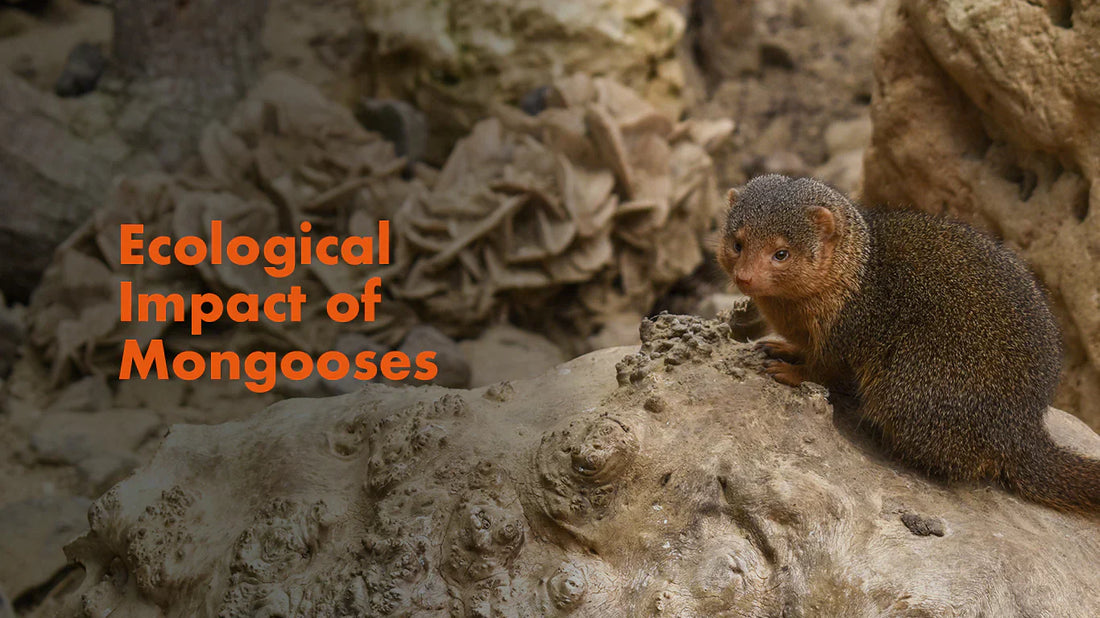 The Ecological Impacts of Mongooses: A Double-Edged Sword