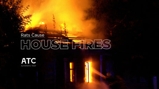 Rats Cause House Fires