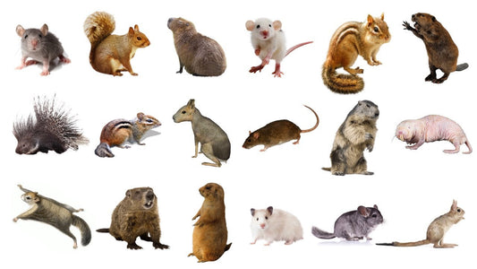Trapping Laws State by State: Which Species Can You Trap in the U.S.?