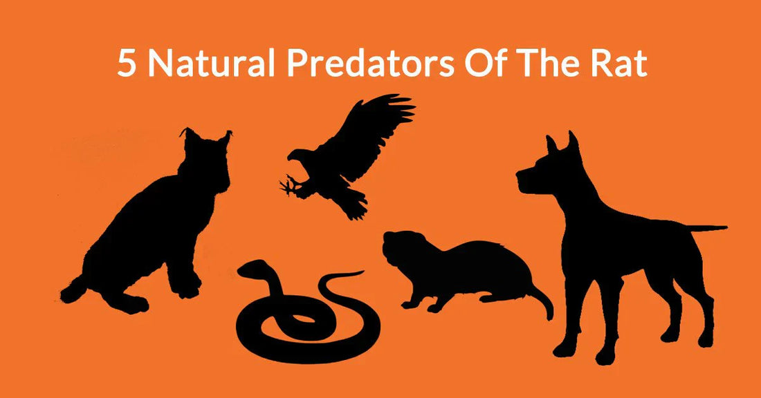 5 Natural Predators of the Rat