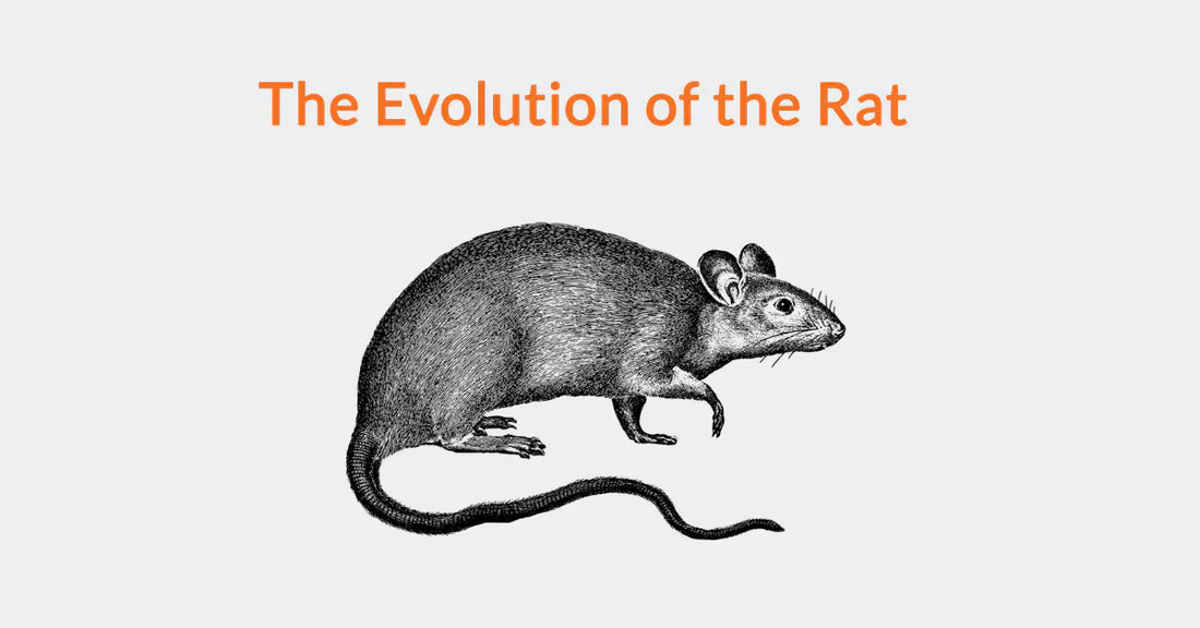 The Evolution of the Rat