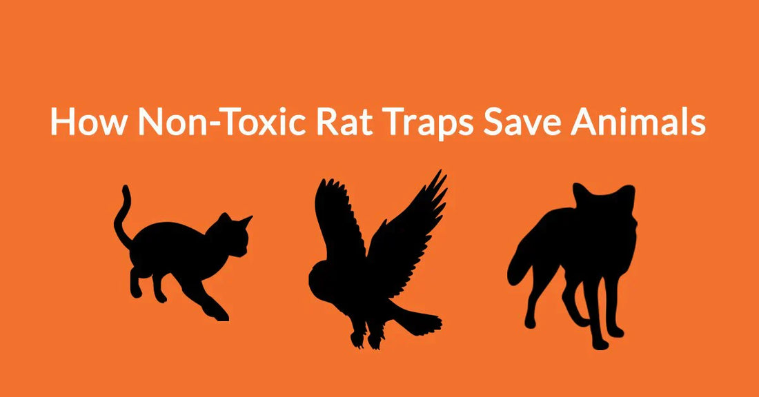 How Non-Toxic Rat Traps Save Animals