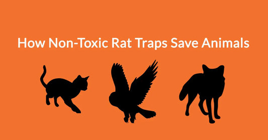 How Non-Toxic Rat Traps Save Animals