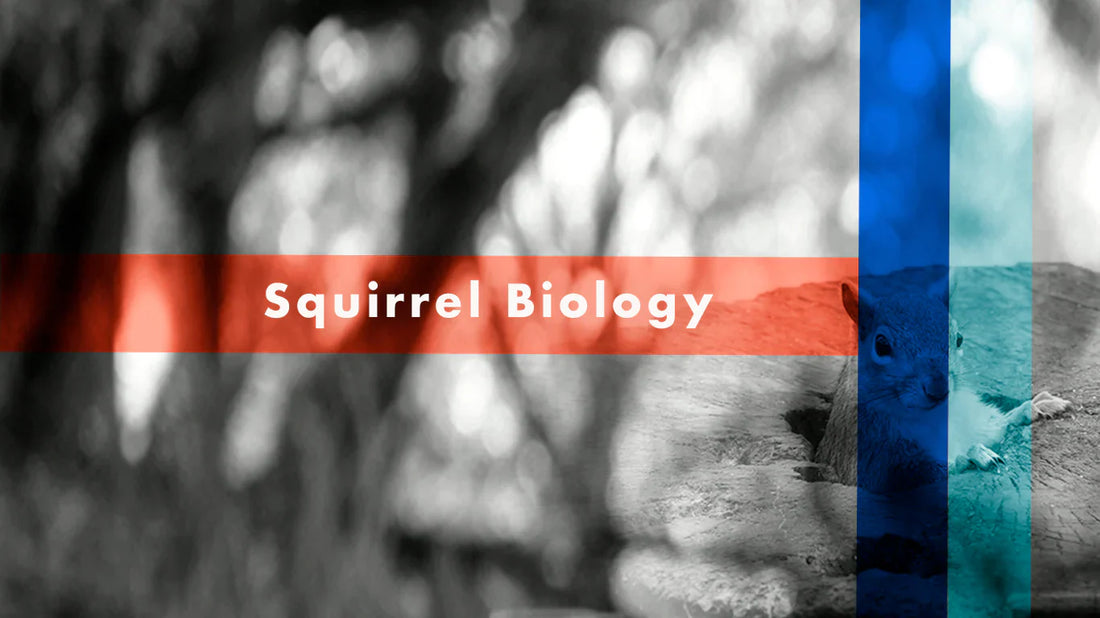 Exploring Squirrels: Types, Appearance, and Reproduction