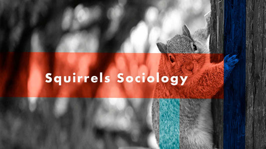 The Secret Lives of Squirrels: Understanding Their Sociology and Success as Pests
