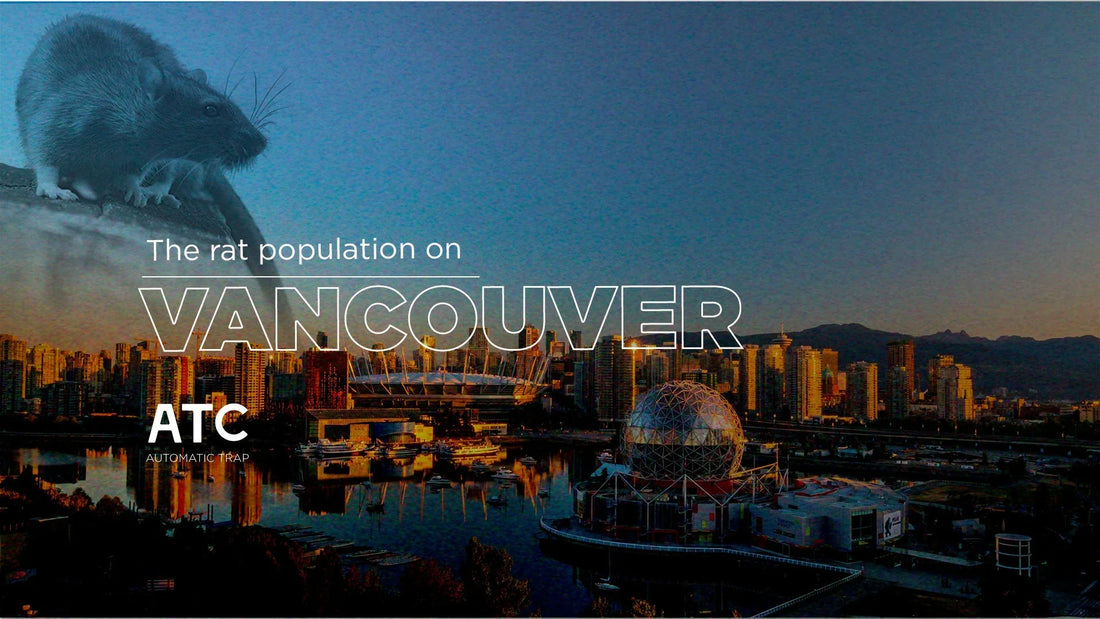 The Rat Population on Vancouver Island Keeps Growing! – Automatic Trap ...